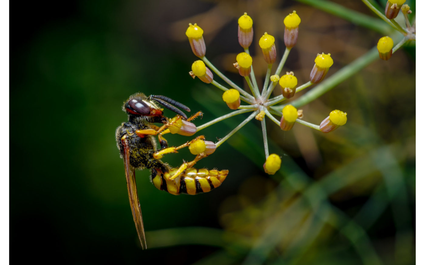 Beewolf on a small plant